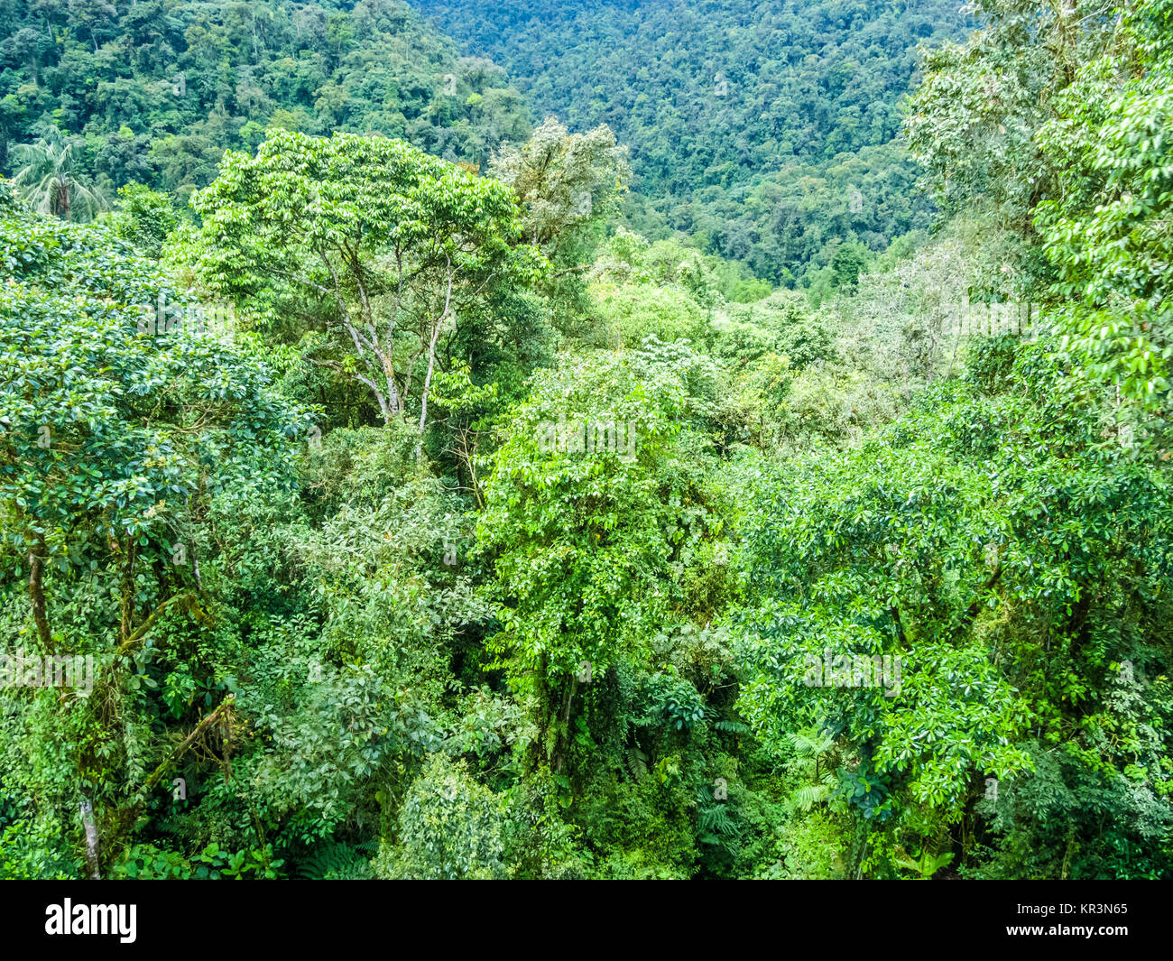 green-rainforest-jungle-area-in-the-national-park-in-brazil-stock-photo