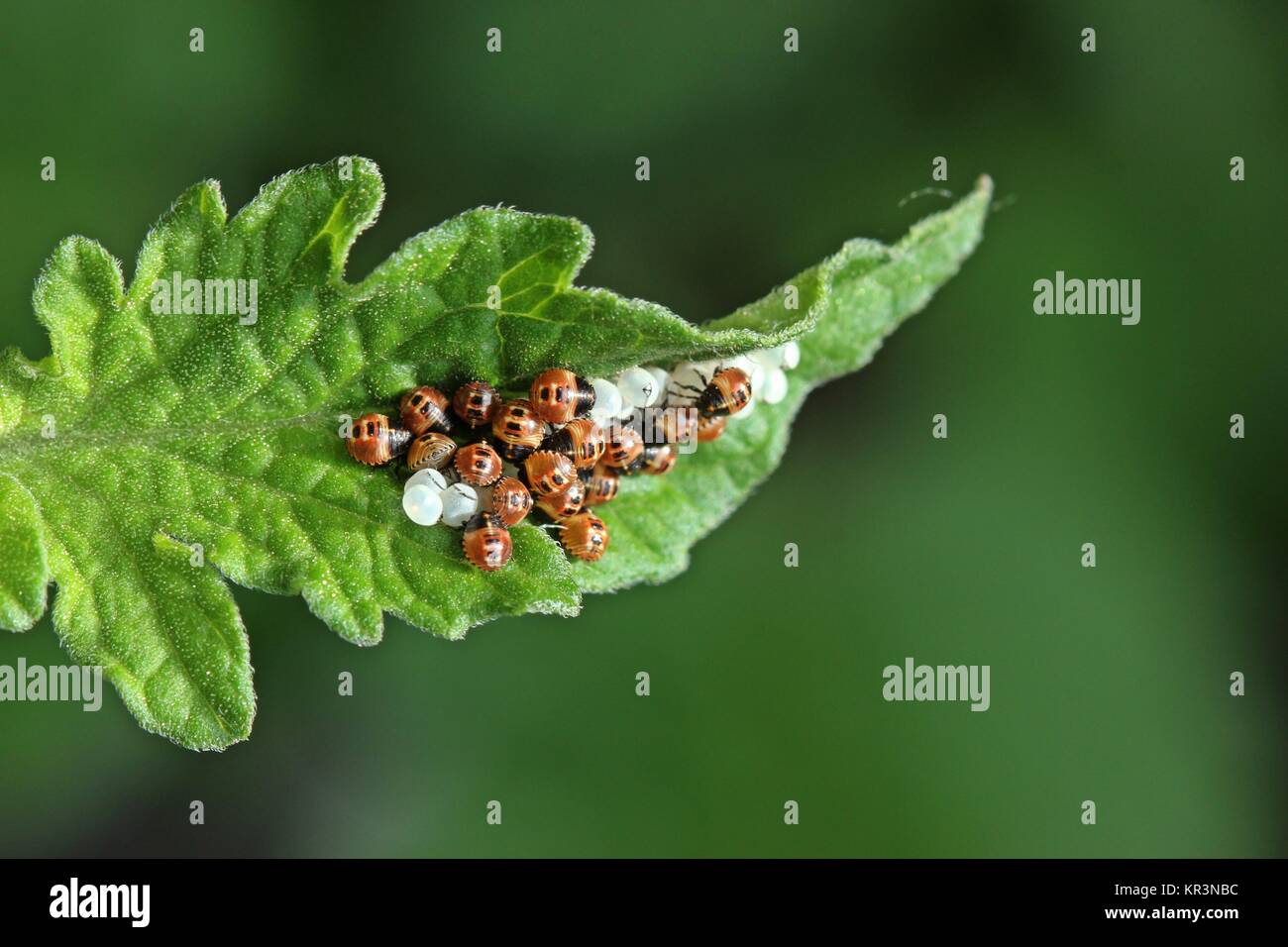 newly hatched nymphs of the green stink bug (palomena prasina) on tomato leaf Stock Photo