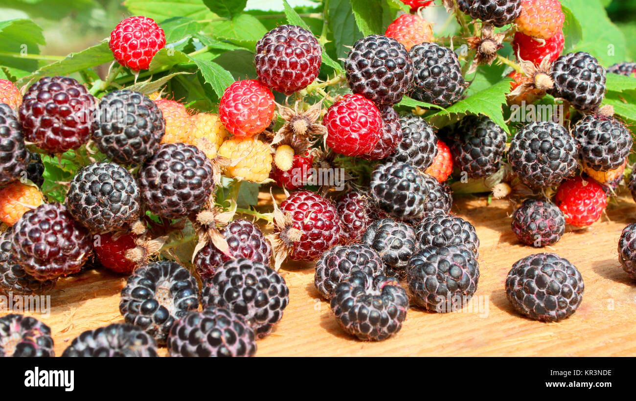 black raspberry fruits Stock Photo Alamy