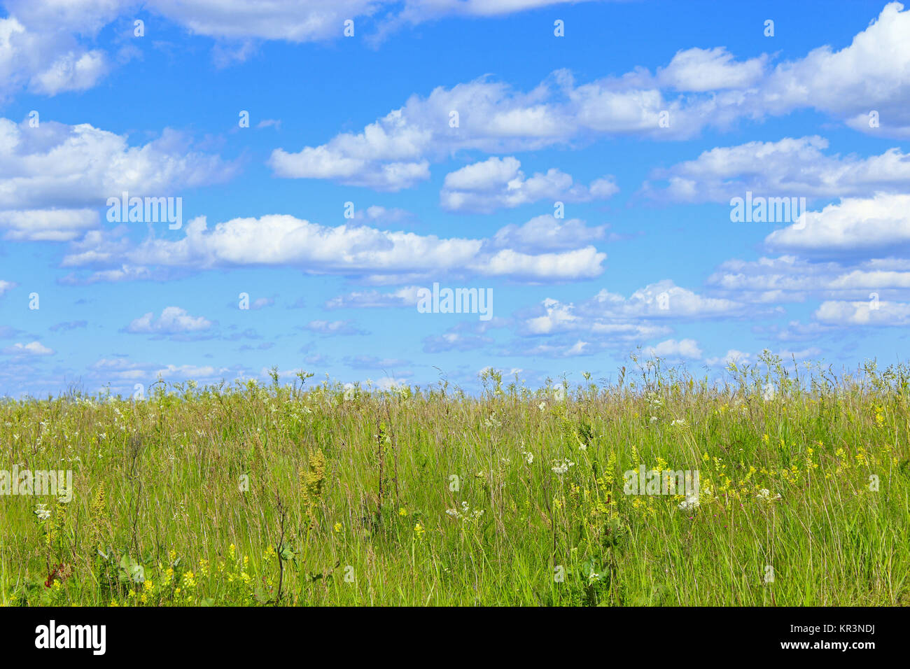 summer field with grass and blue sky Stock Photo - Alamy