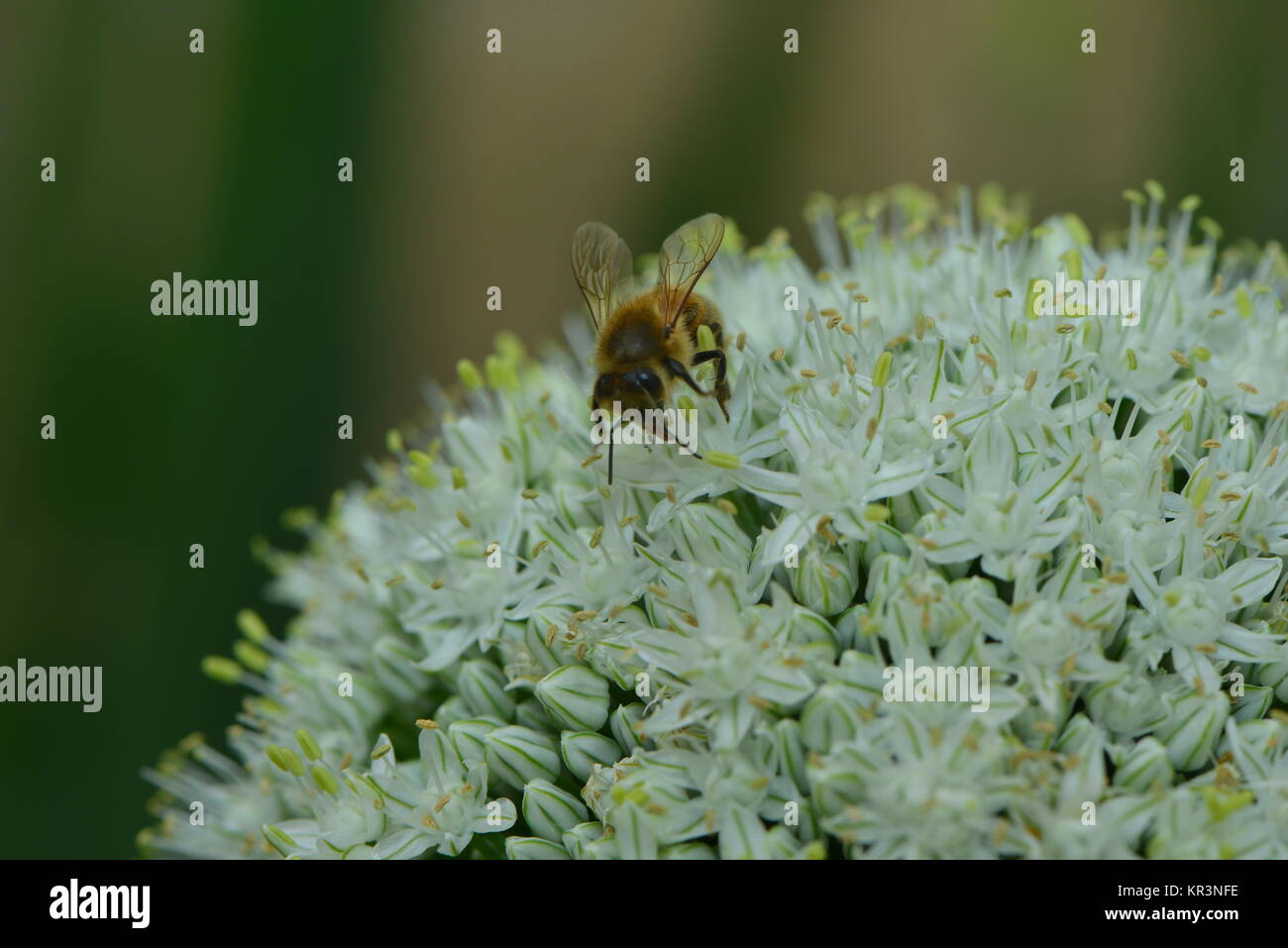 bee on flower of a garlic plant Stock Photo Alamy