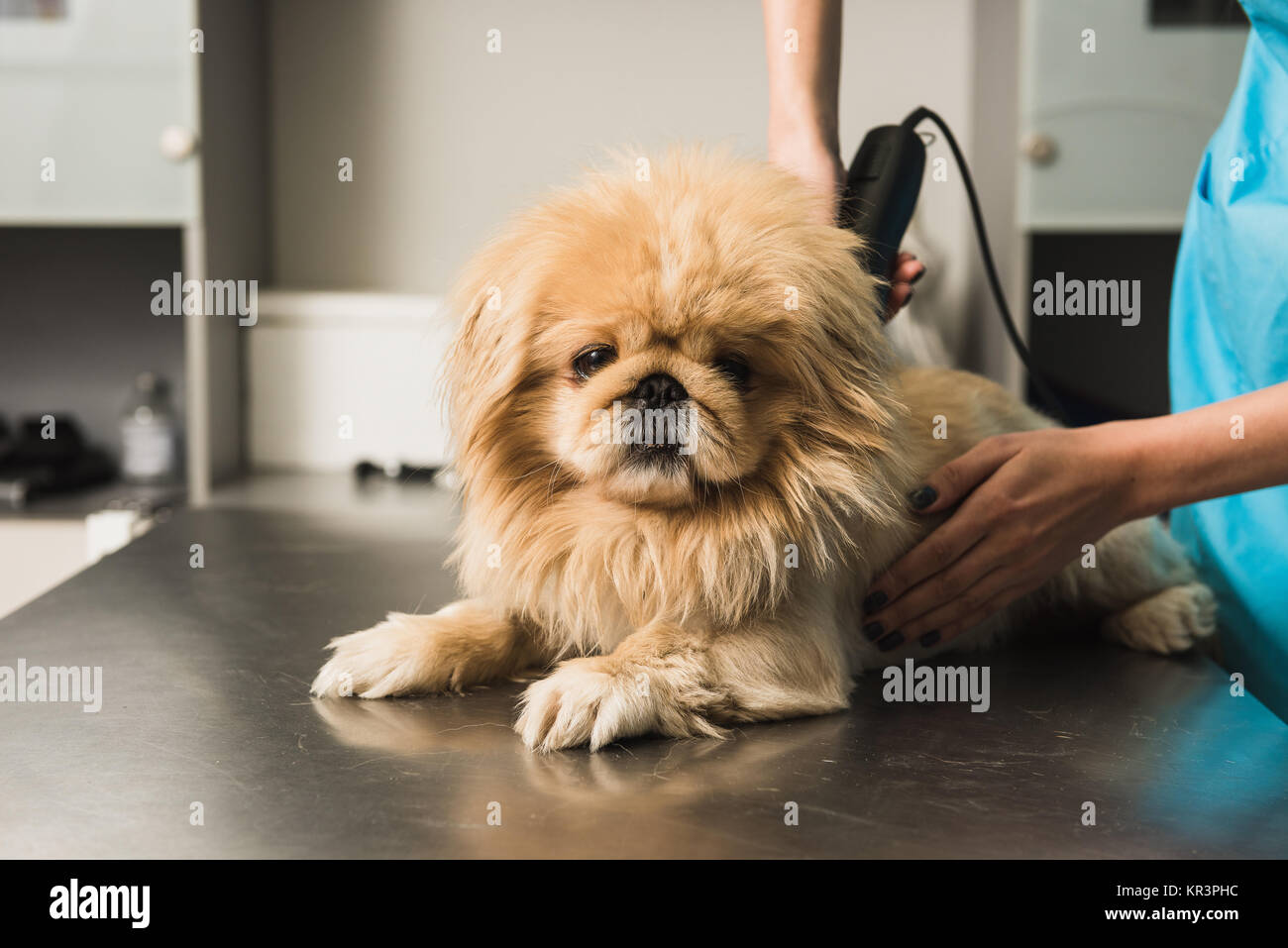 Little dog getting haircut. Shih-tzu getting haircut from female groomer  Stock Photo - Alamy