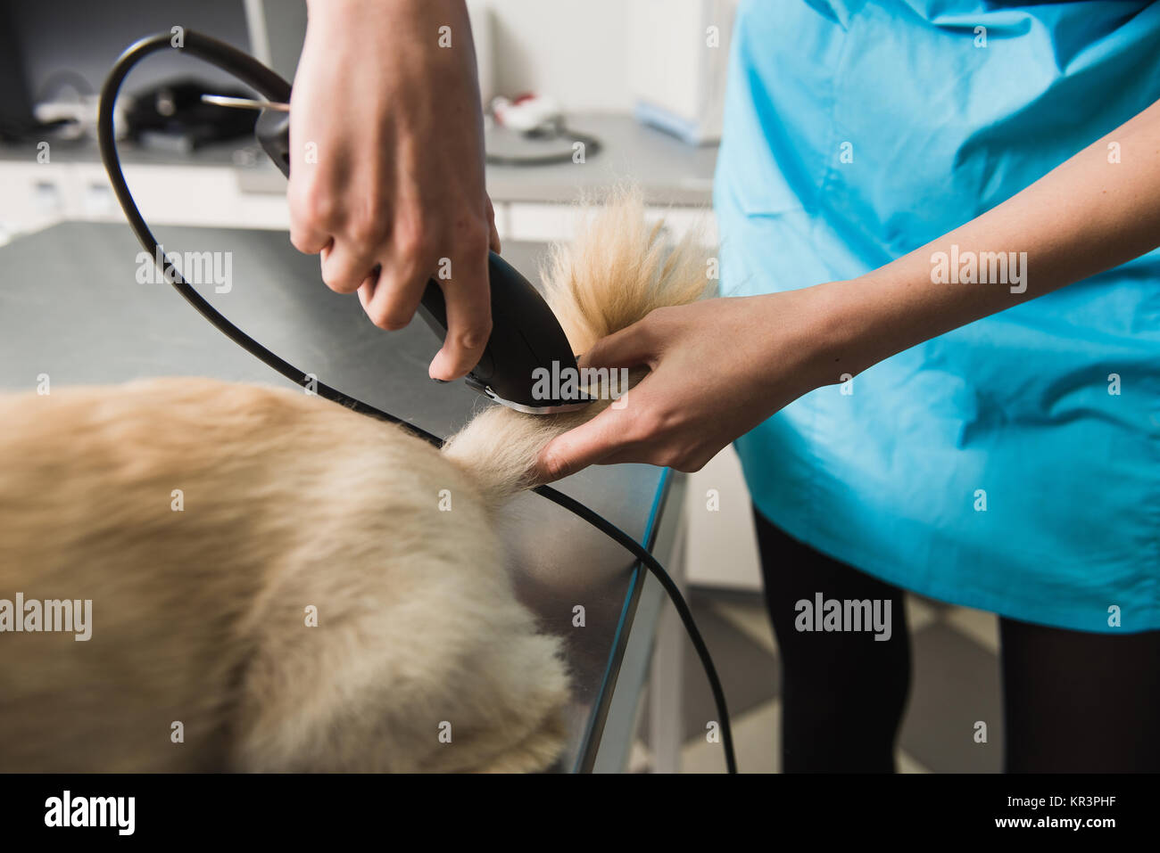 Little dog getting haircut. Female groomer trimming dog's tail Stock Photo Alamy