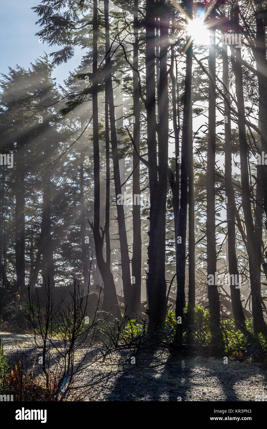 Tall trees sunburst hi-res stock photography and images - Alamy
