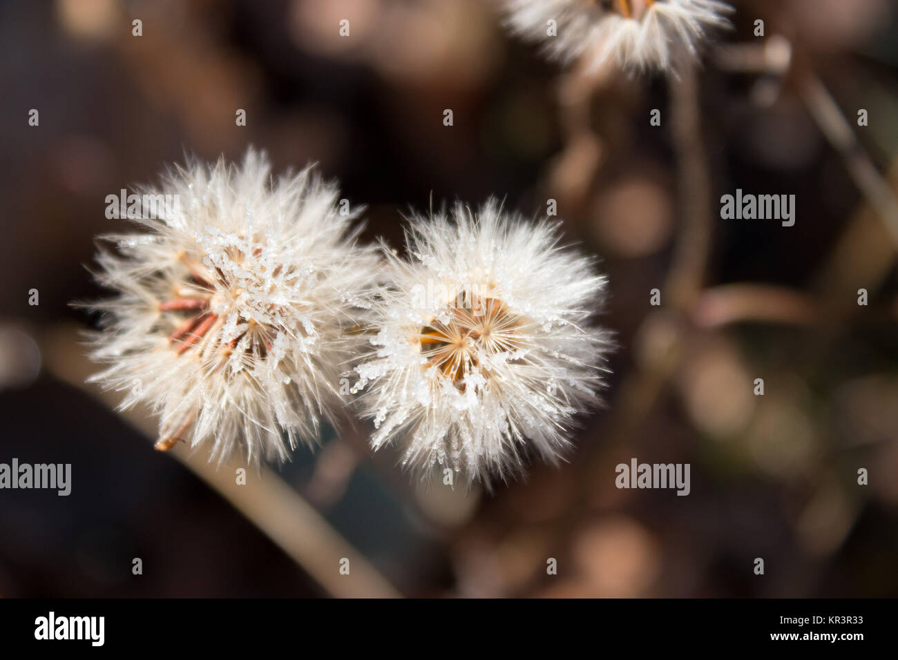 frozen dandelion, autumn Stock Photo