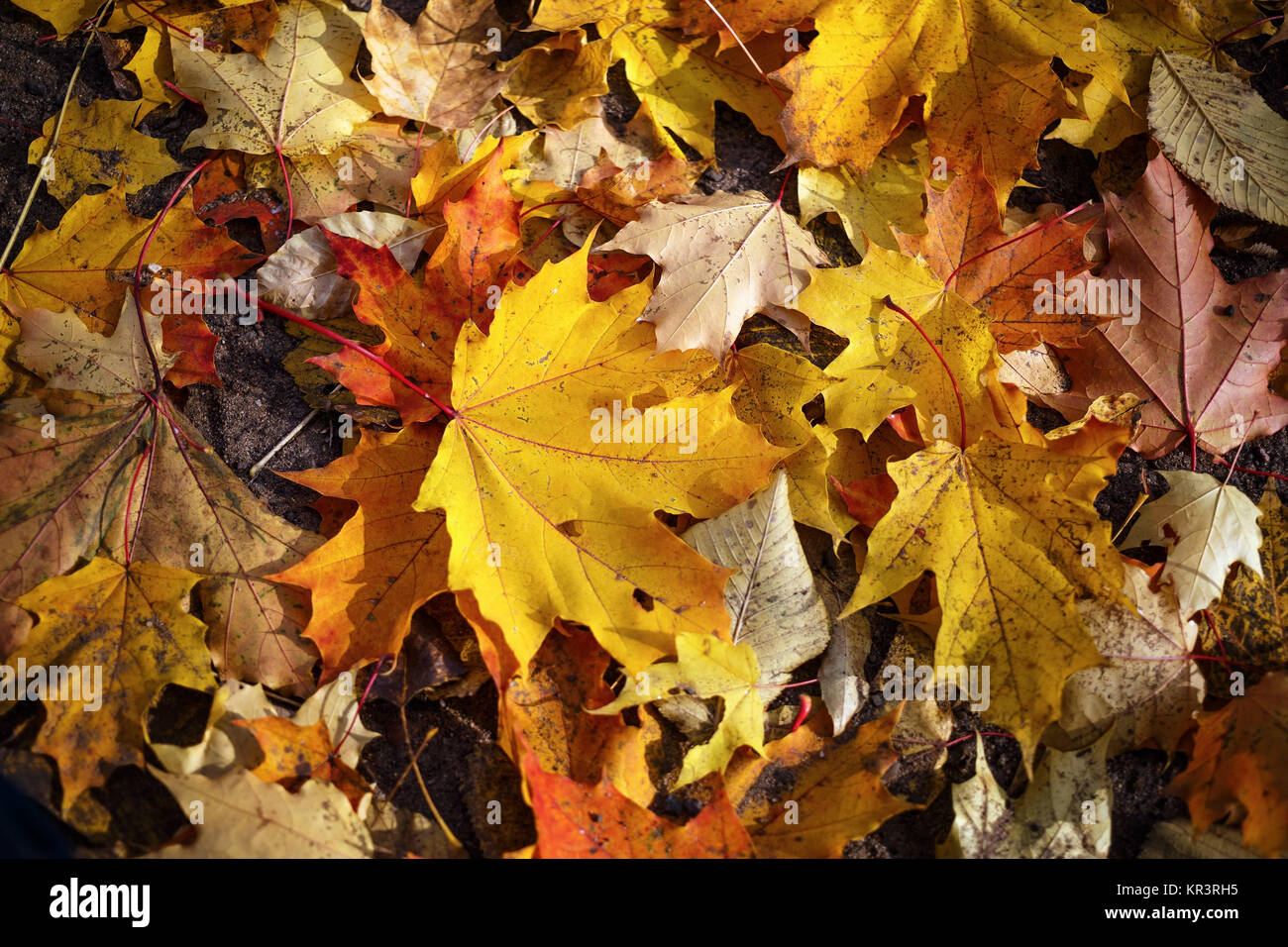can guinea pigs eat maple leaves