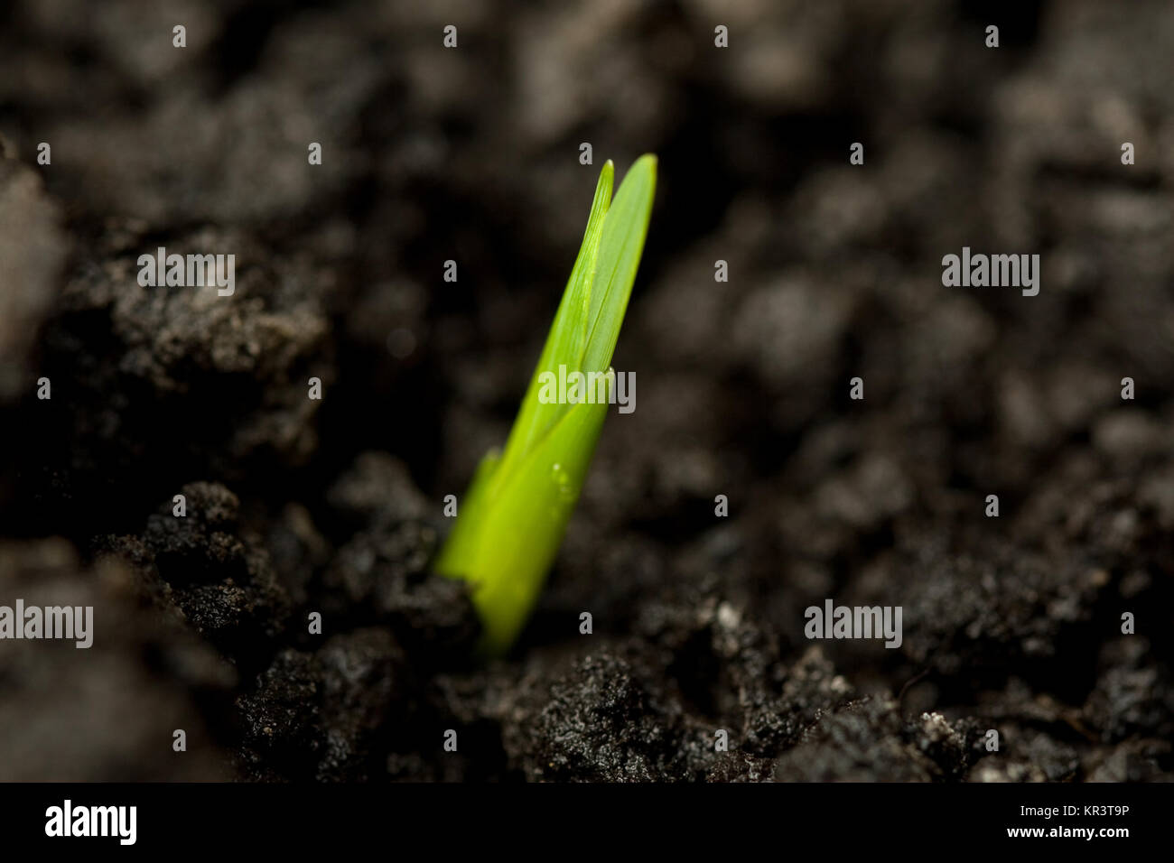 Close up of a green seed Stock Photo
