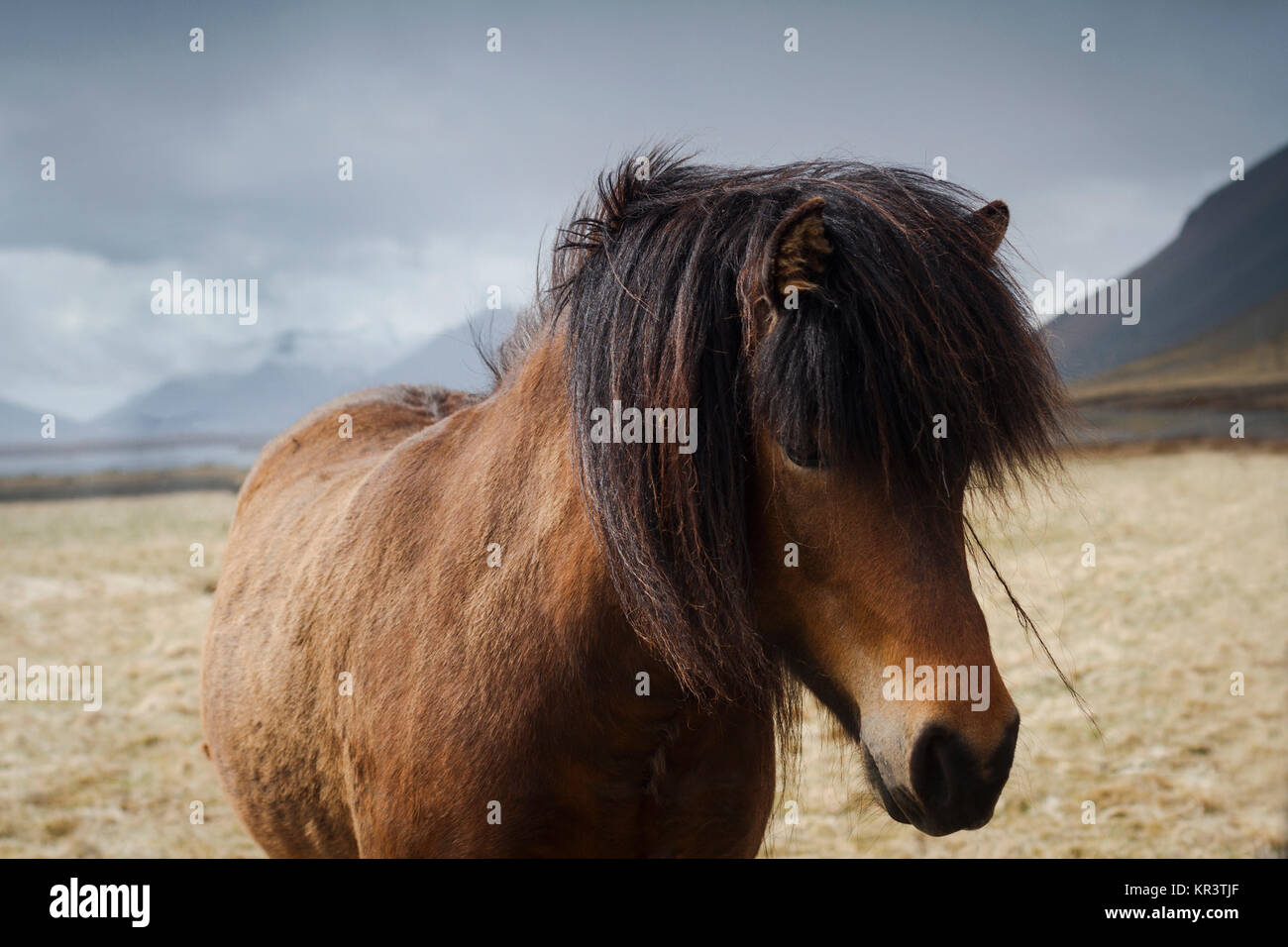 Close up of an Icelandic brown horse on a field Stock Photo