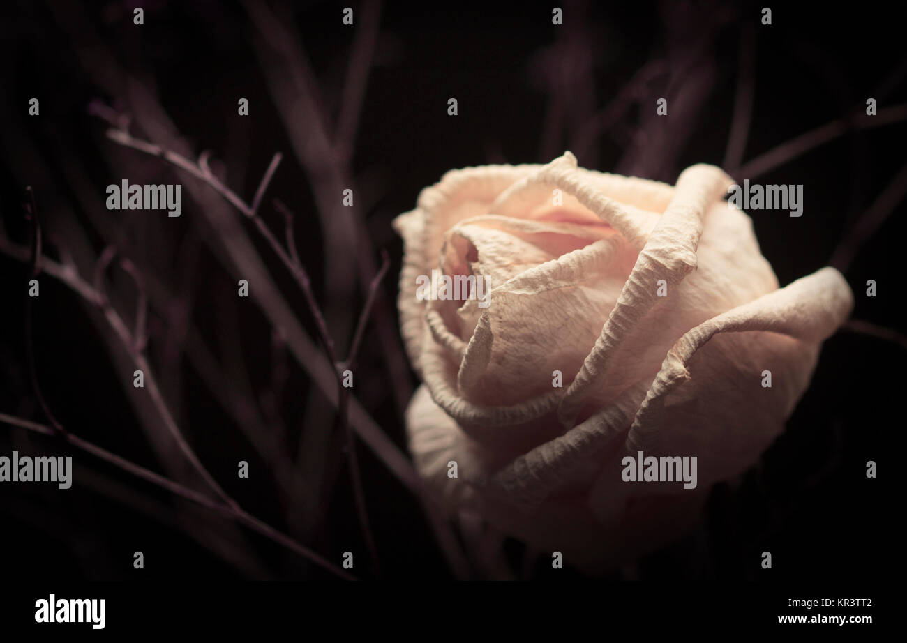 Withered white rose Stock Photo - Alamy