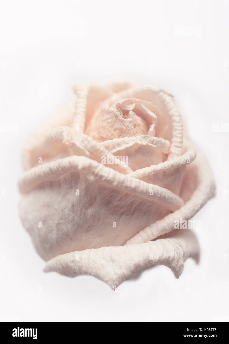 Withered white rose Stock Photo Alamy