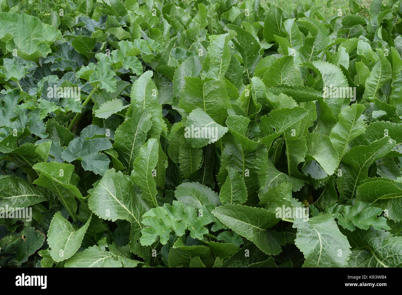 Growing horseradish in the backyard garden Stock Photo Alamy