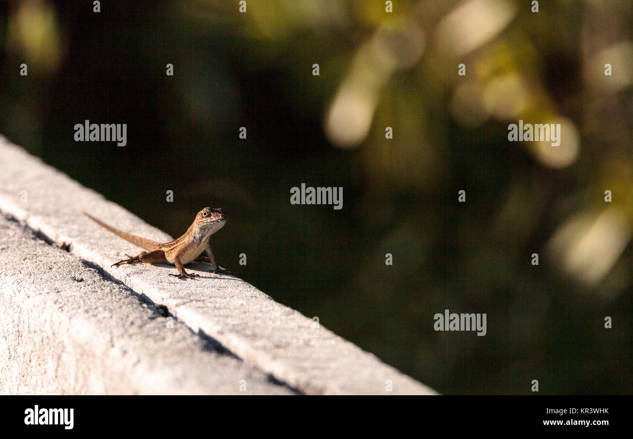 Brown Cuban anole Anolis sagrei perches on a fence in the Ding Darling National Refuge on Sanibel Island, Florida Stock Photo