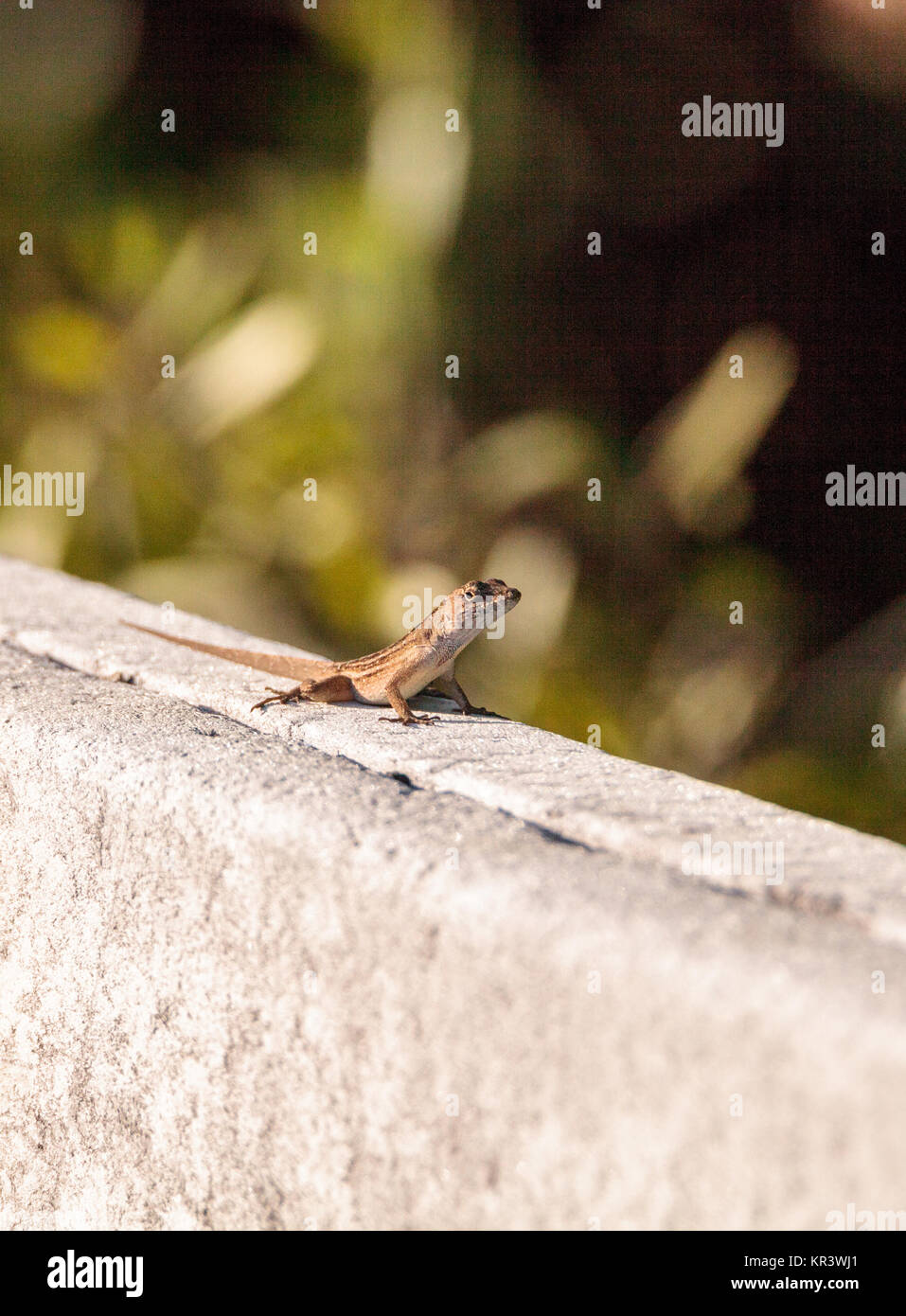 Brown Cuban anole Anolis sagrei perches on a fence in the Ding Darling National Refuge on Sanibel Island, Florida Stock Photo
