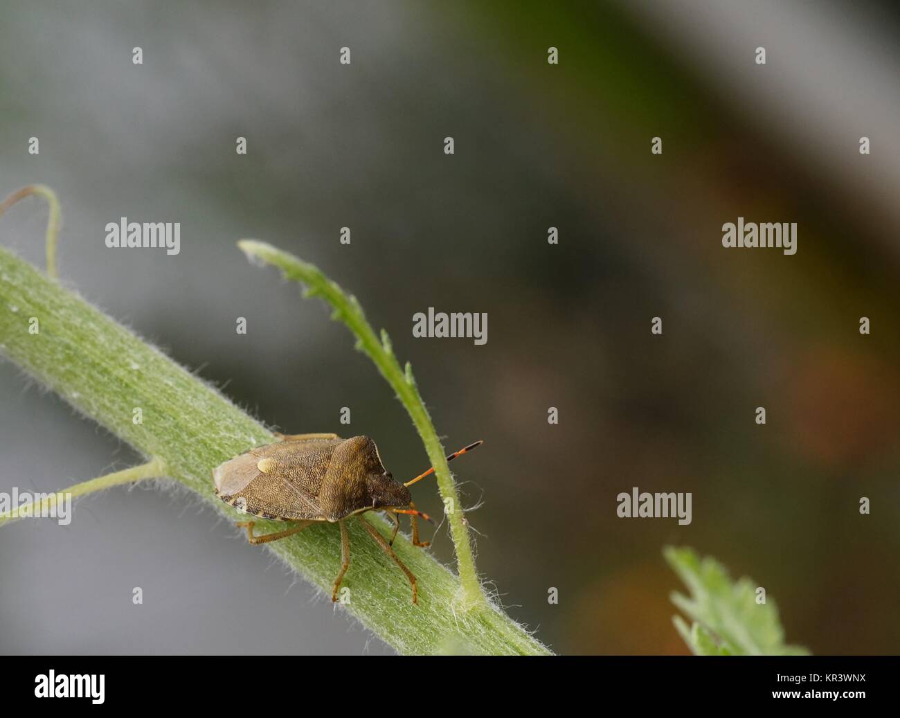 leaf bug Stock Photo