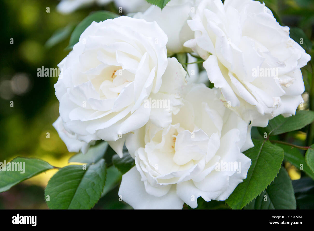 princess of wales rose Stock Photo - Alamy