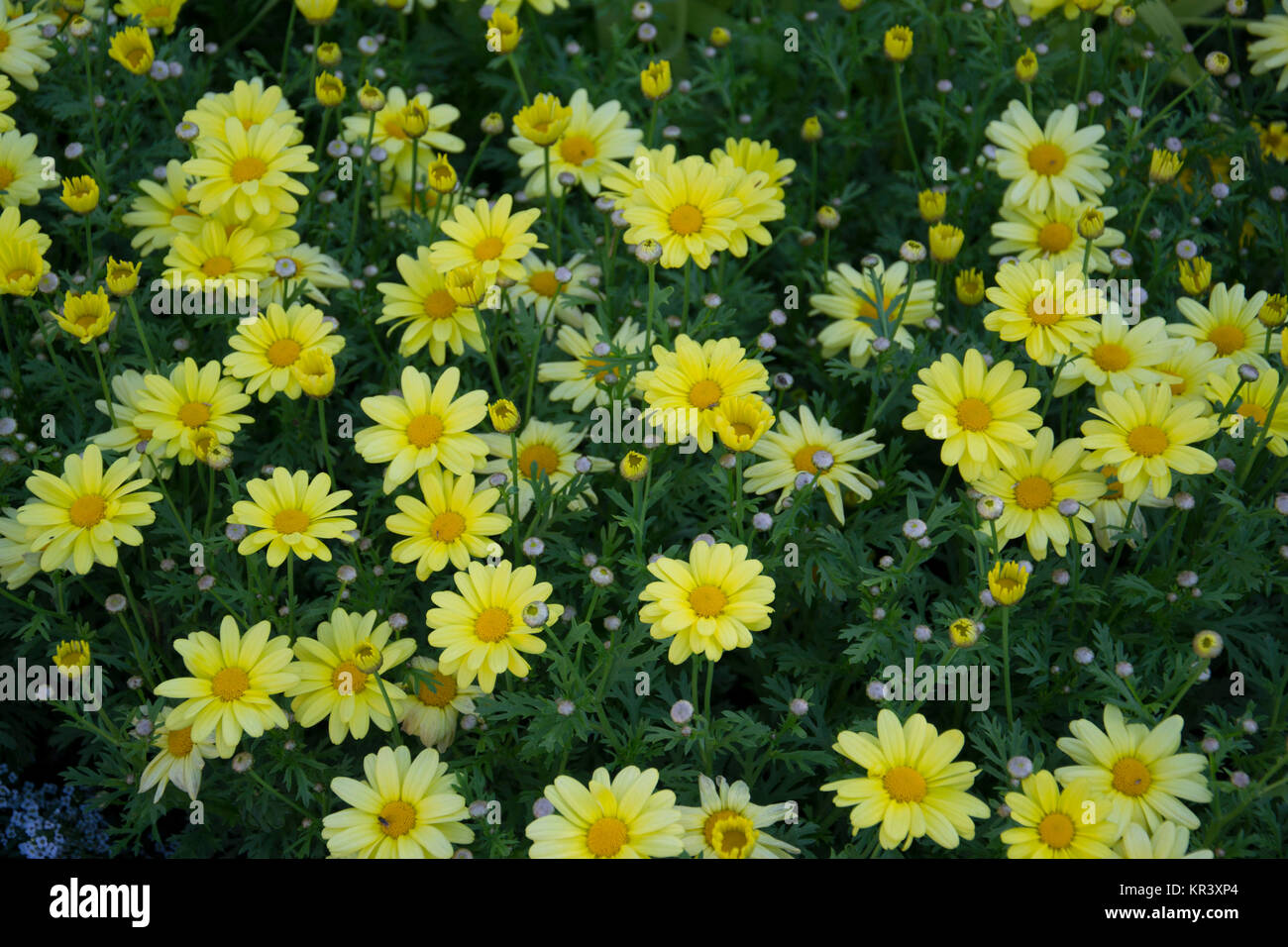 gelbe Margeriten Stock Photo