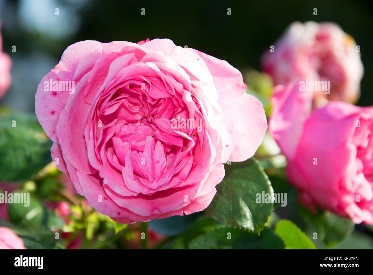 leonardo da vinci rose Stock Photo Alamy