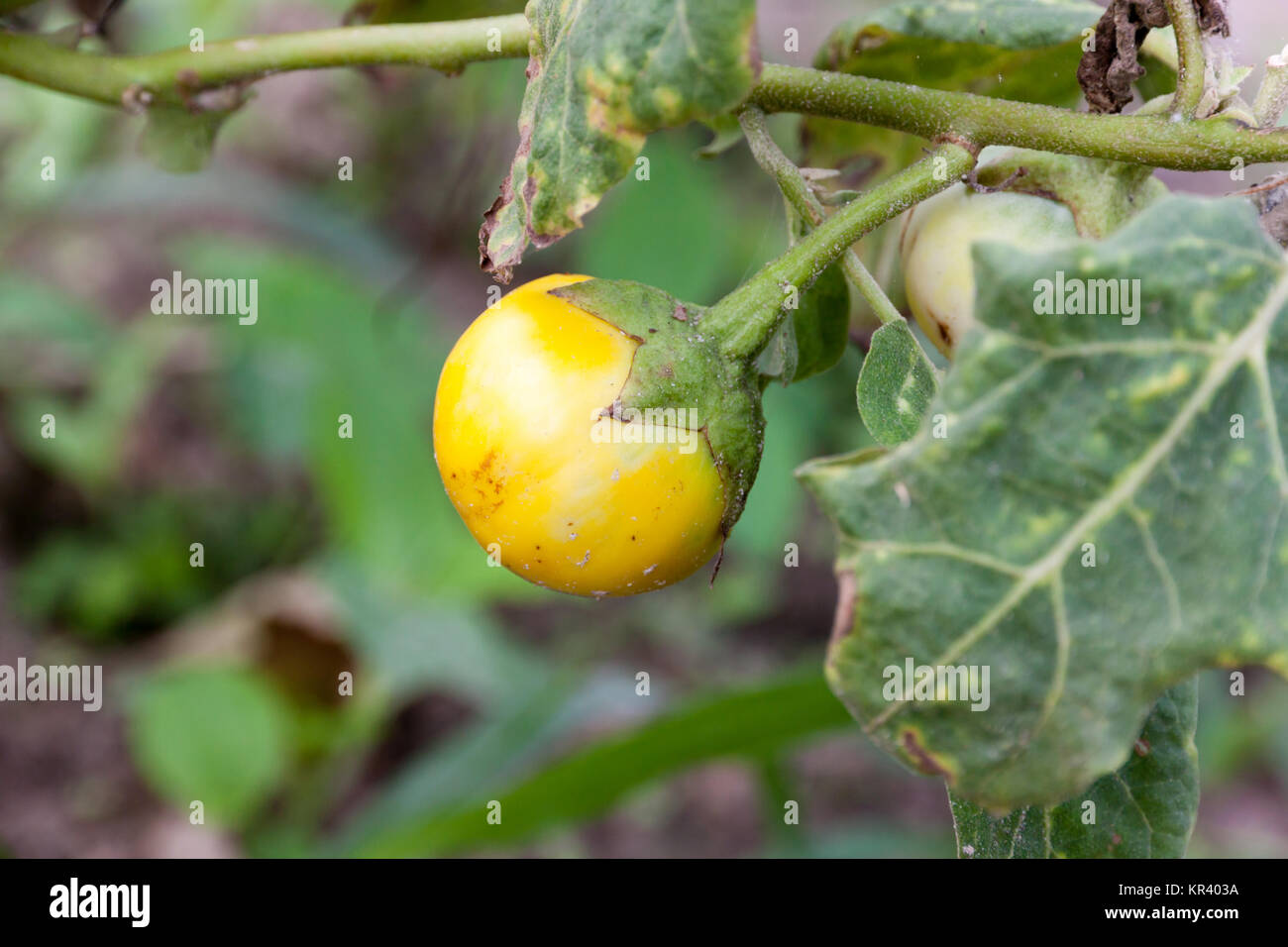 yellow fruit nightshade Stock Photo Alamy