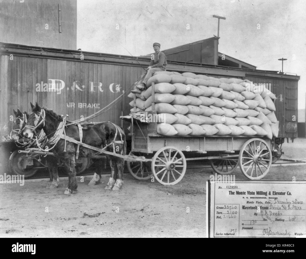 Horse-drawn wagon loaded with 175 sacks of wheat beside freight car Stock Photo