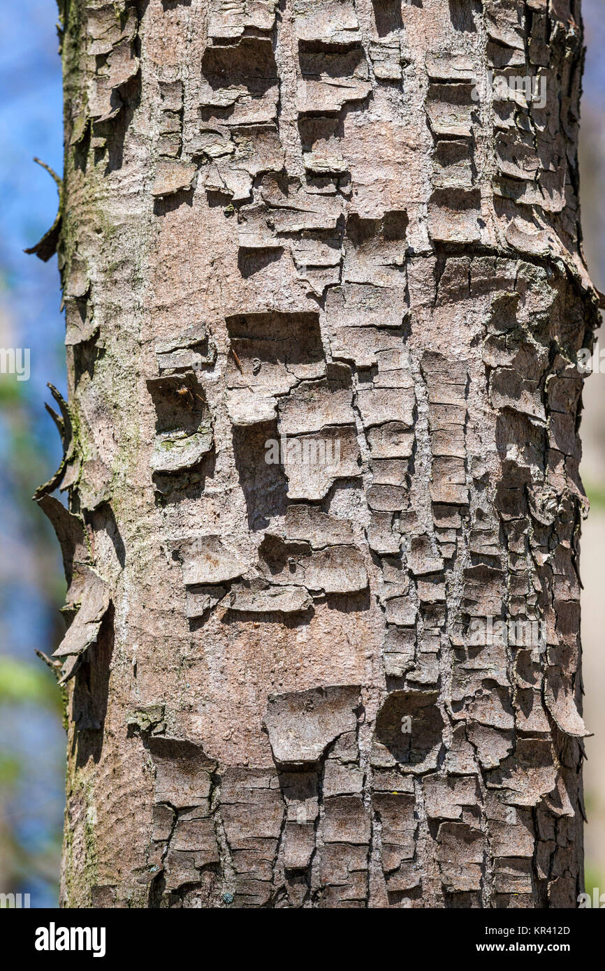 tree bark gives a harmonic pattern in an european forest Stock Photo ...