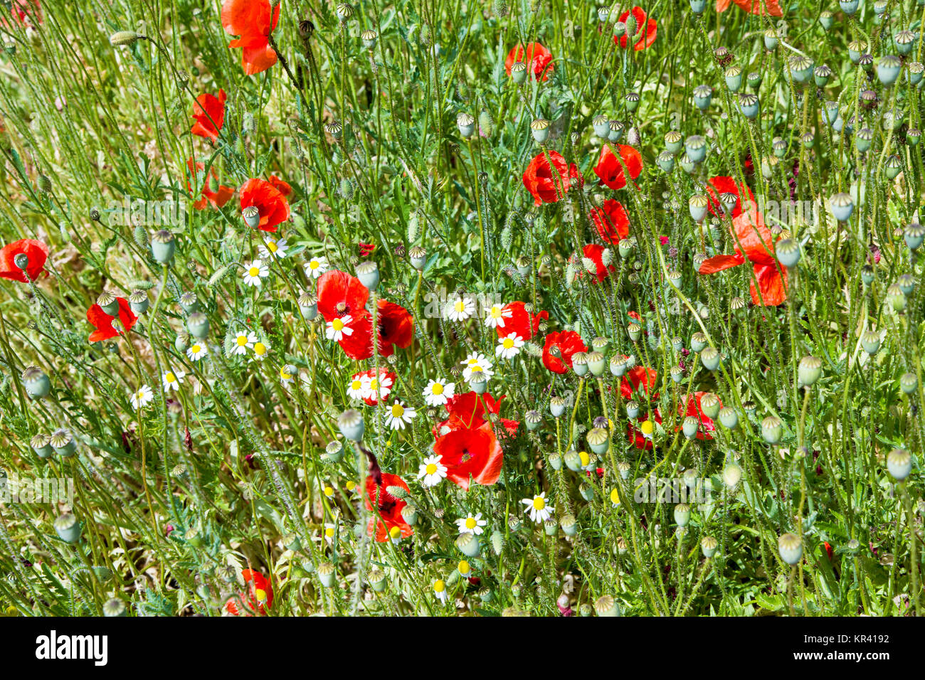 red poppy flowers meadow Stock Photo - Alamy