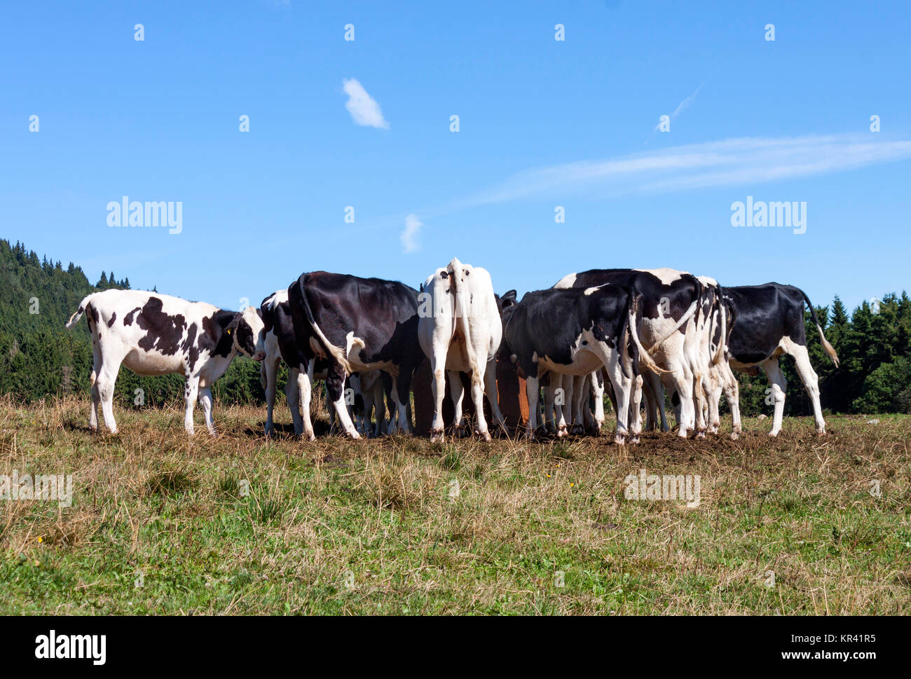 cows in a circle at the manger Stock Photo Alamy