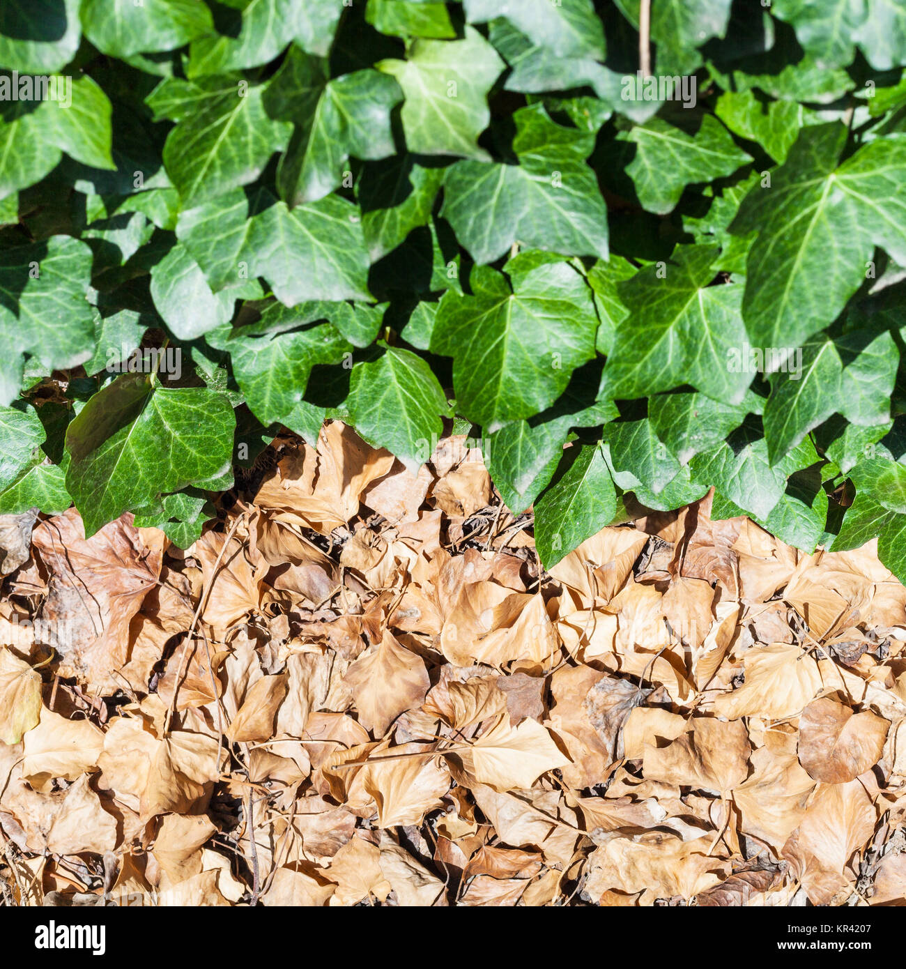 fallen brown and fresh green leaves of ivy plant Stock Photo