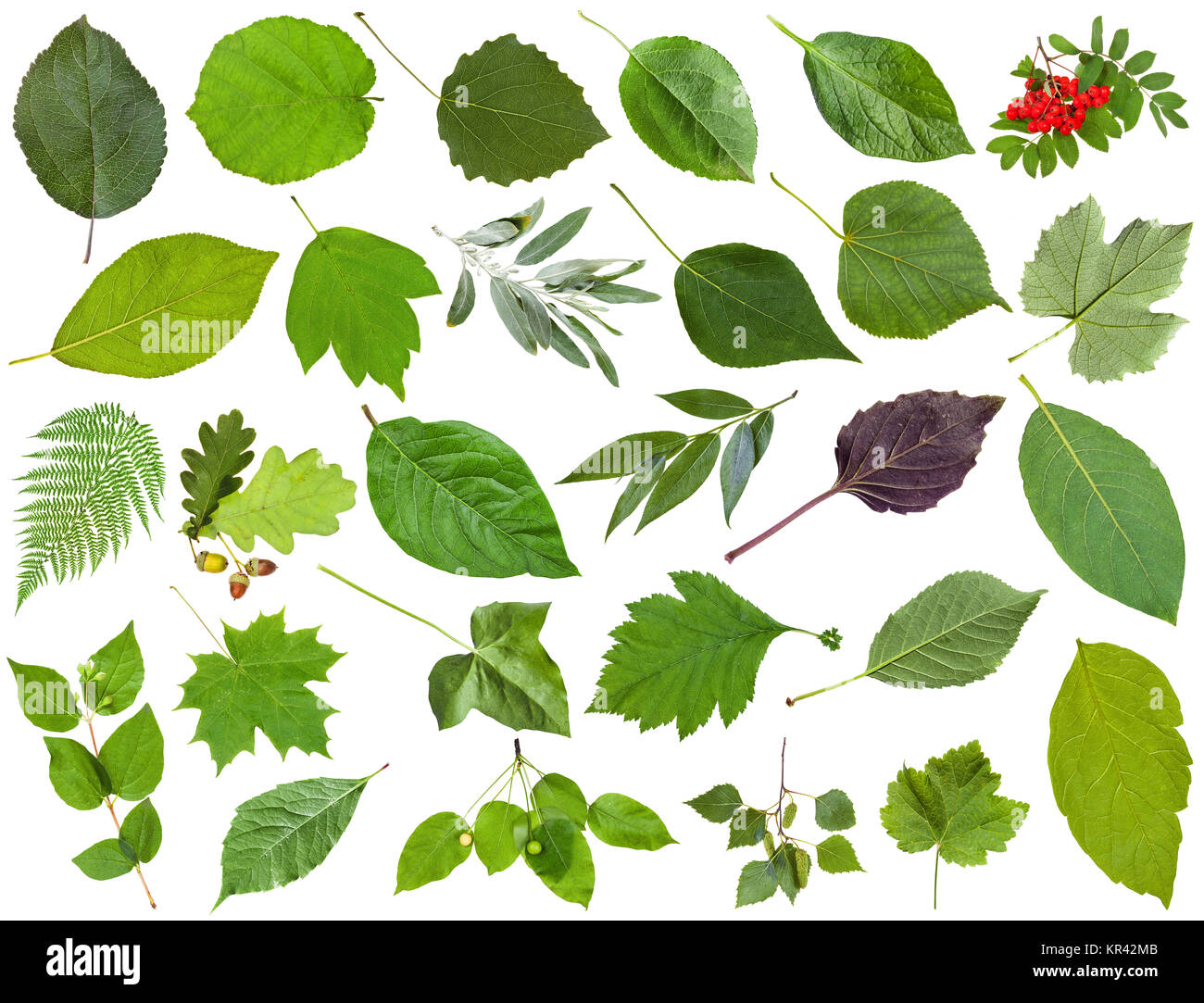 collection of green leaves isolated on white Stock Photo