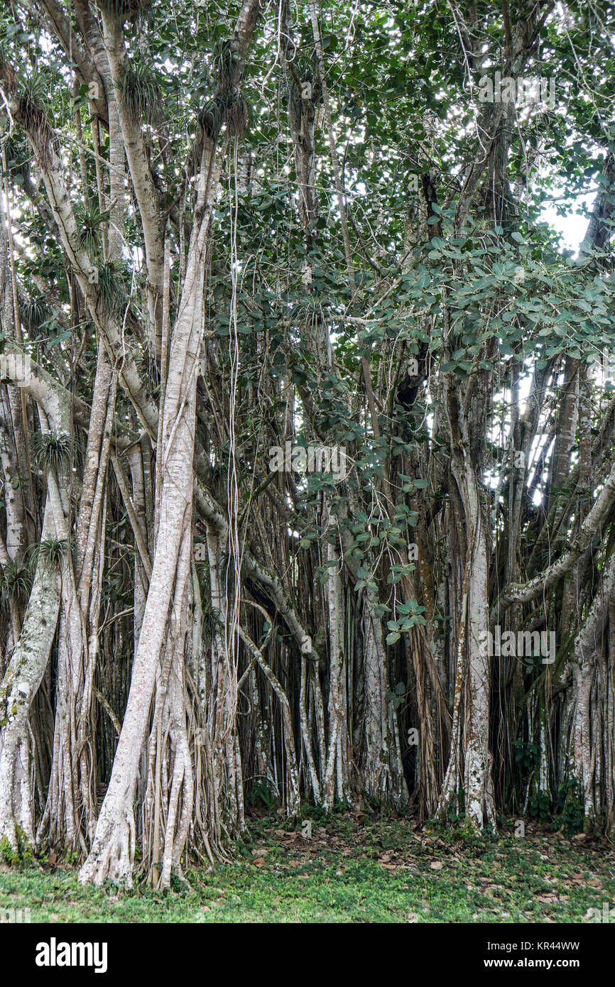 Banyan tree growes in the tropical Cuba Stock Photo Alamy