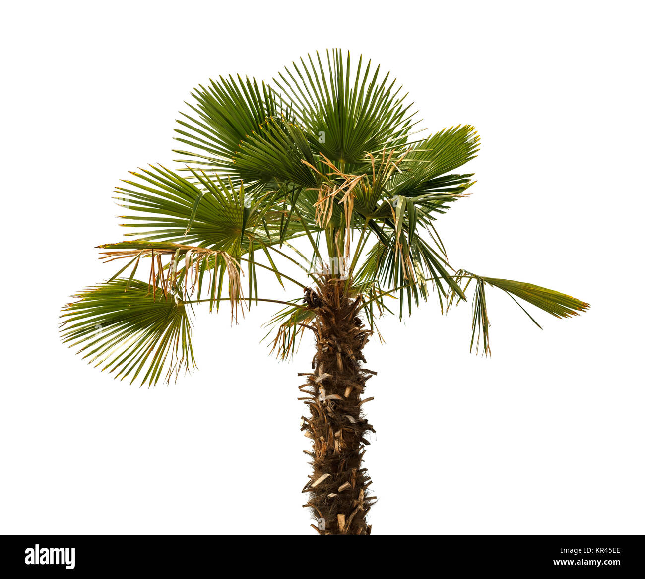 Palm tree on a white background Stock Photo - Alamy