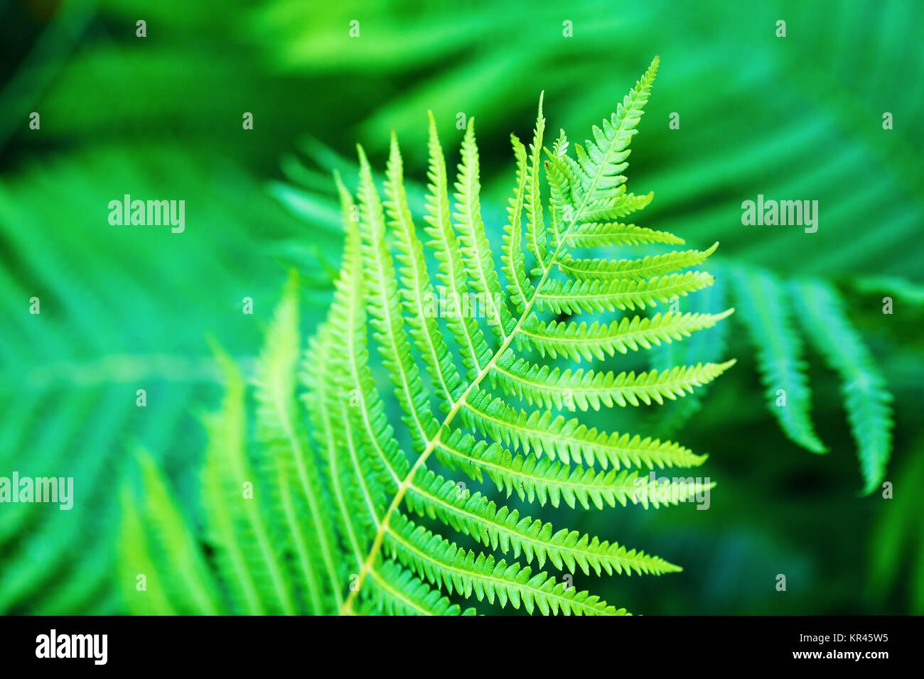 Green fern leaves Stock Photo - Alamy