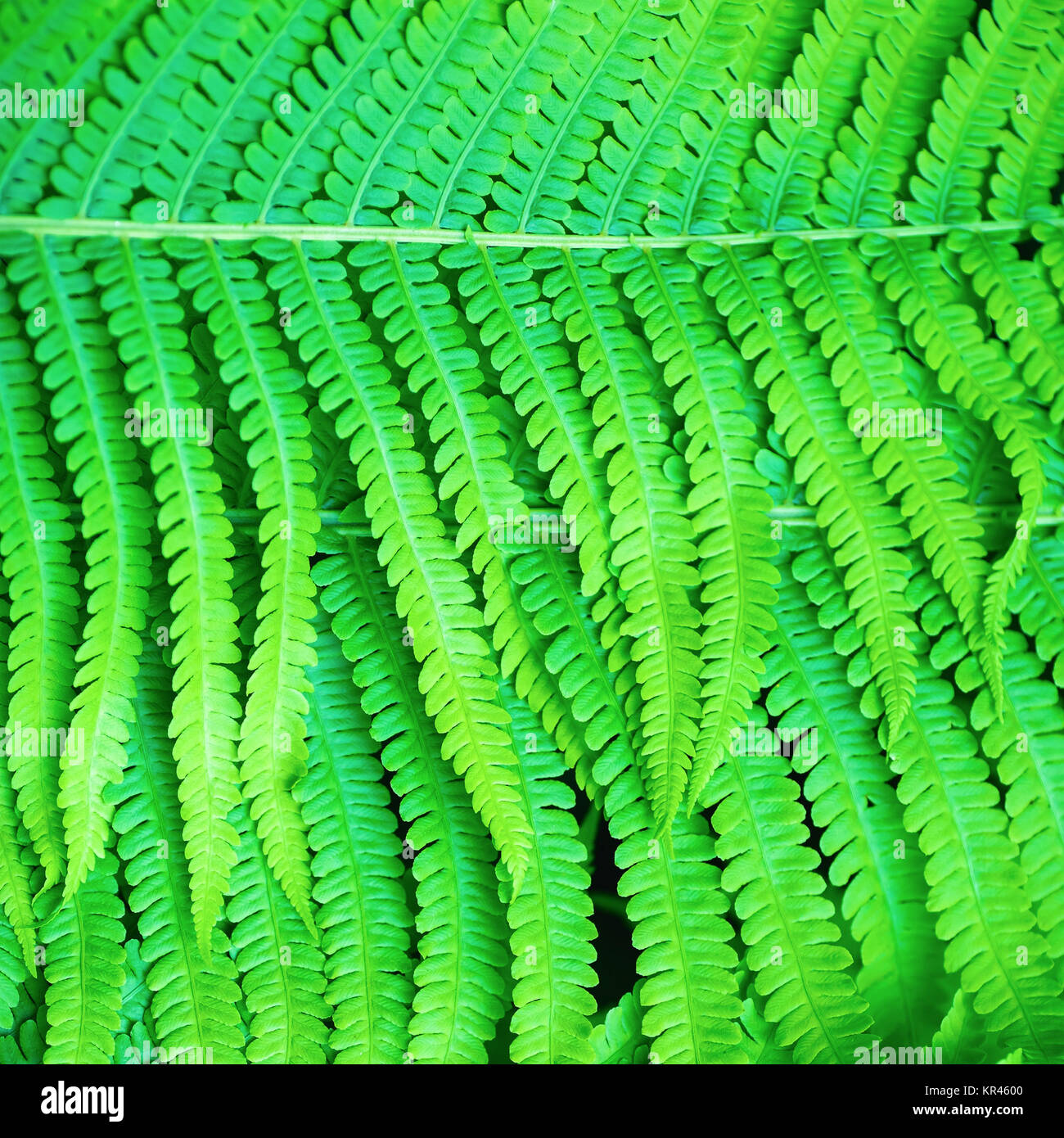 Tree fern shapes hi-res stock photography and images - Alamy