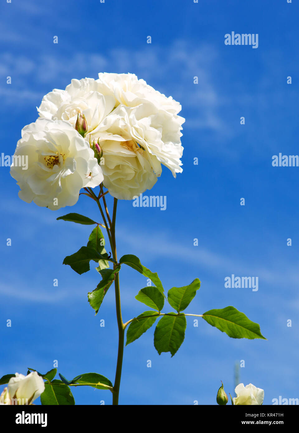 White roses isolated on blue sky background Stock Photo - Alamy