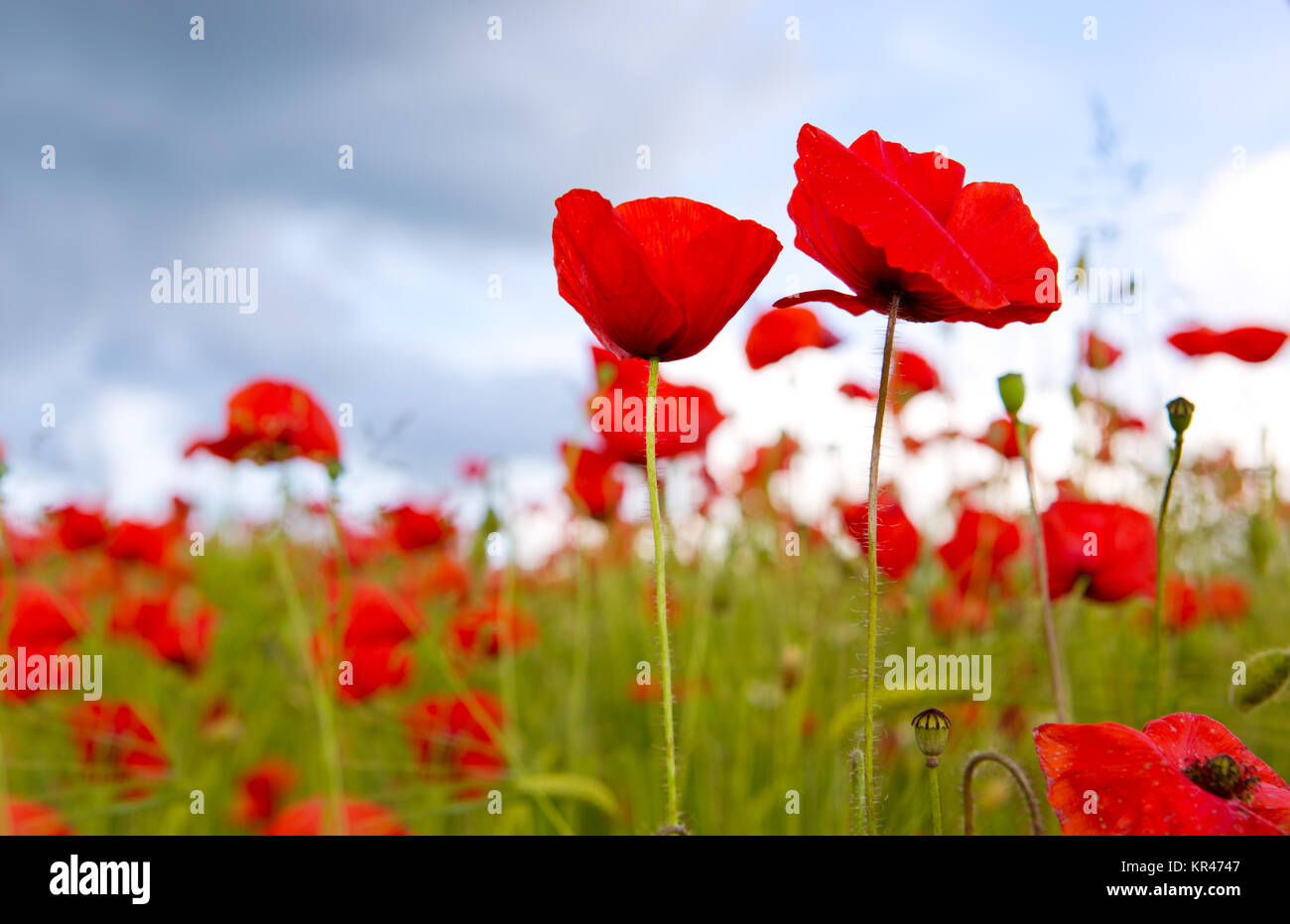 Red poppies against the blue sky.Poppies on green field Stock Photo - Alamy