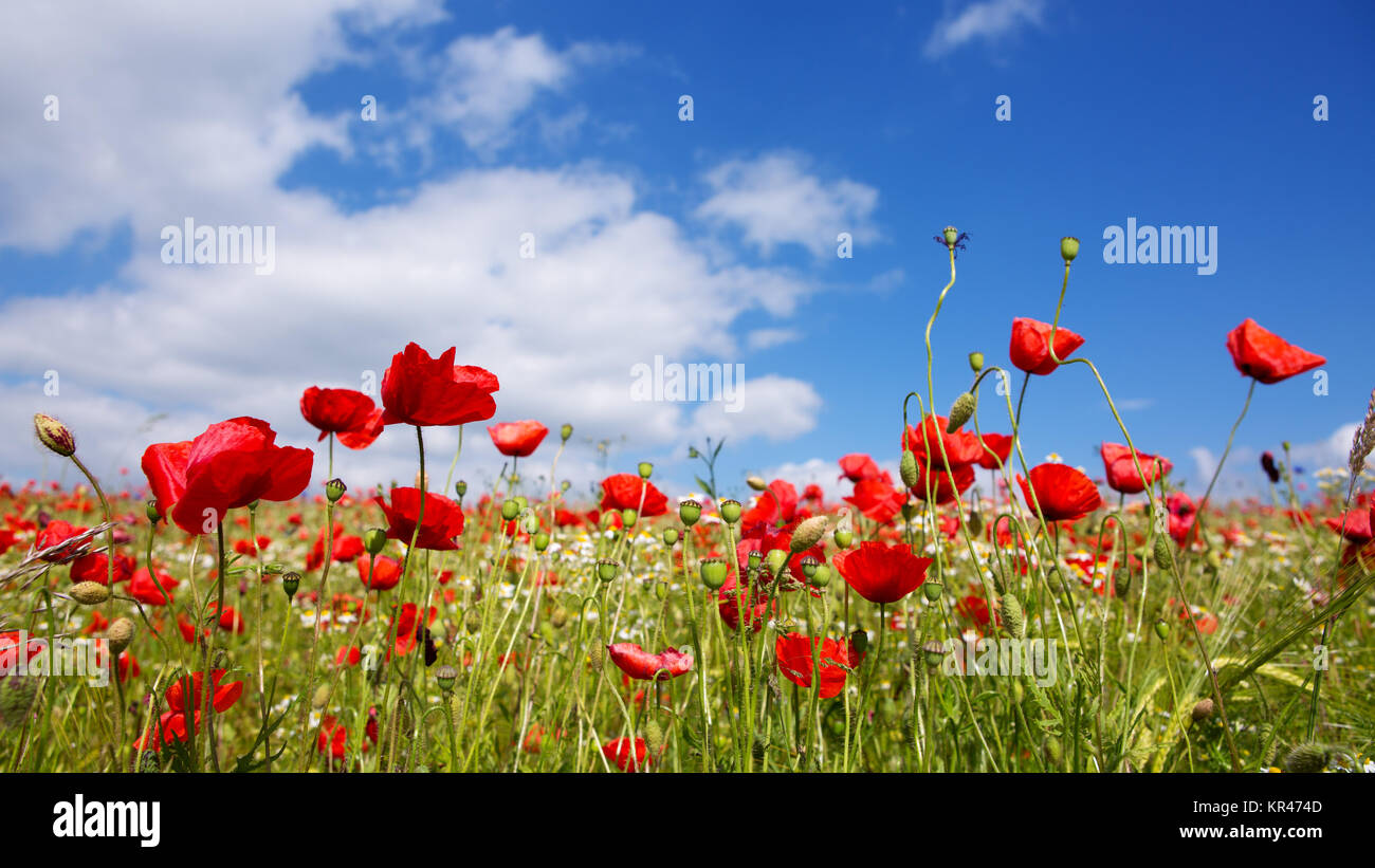Red poppies against the blue sky.Poppies on green field Stock Photo - Alamy