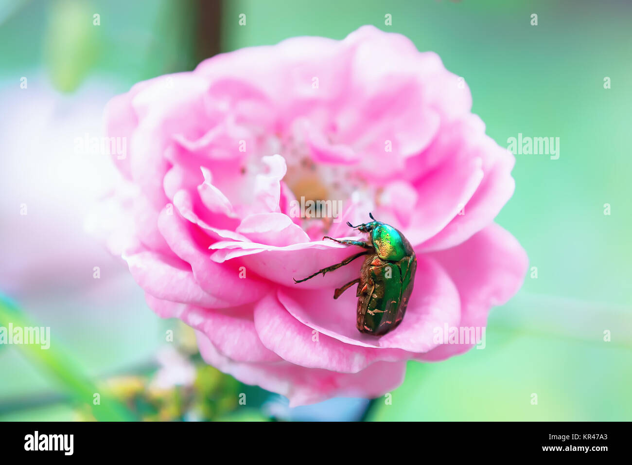 Big green beetle on a rose flower Stock Photo