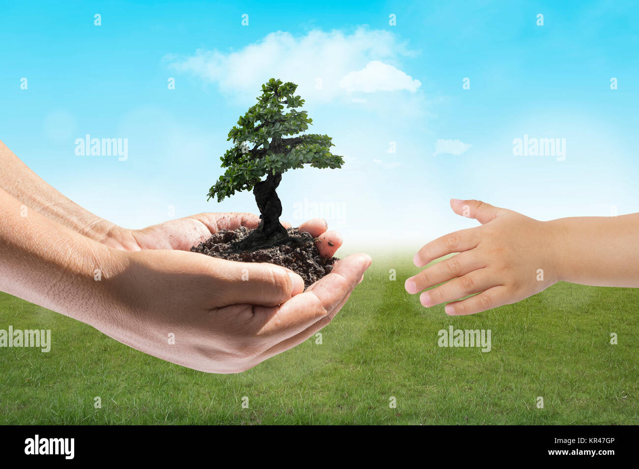 Human hands holding small plant Stock Photo - Alamy