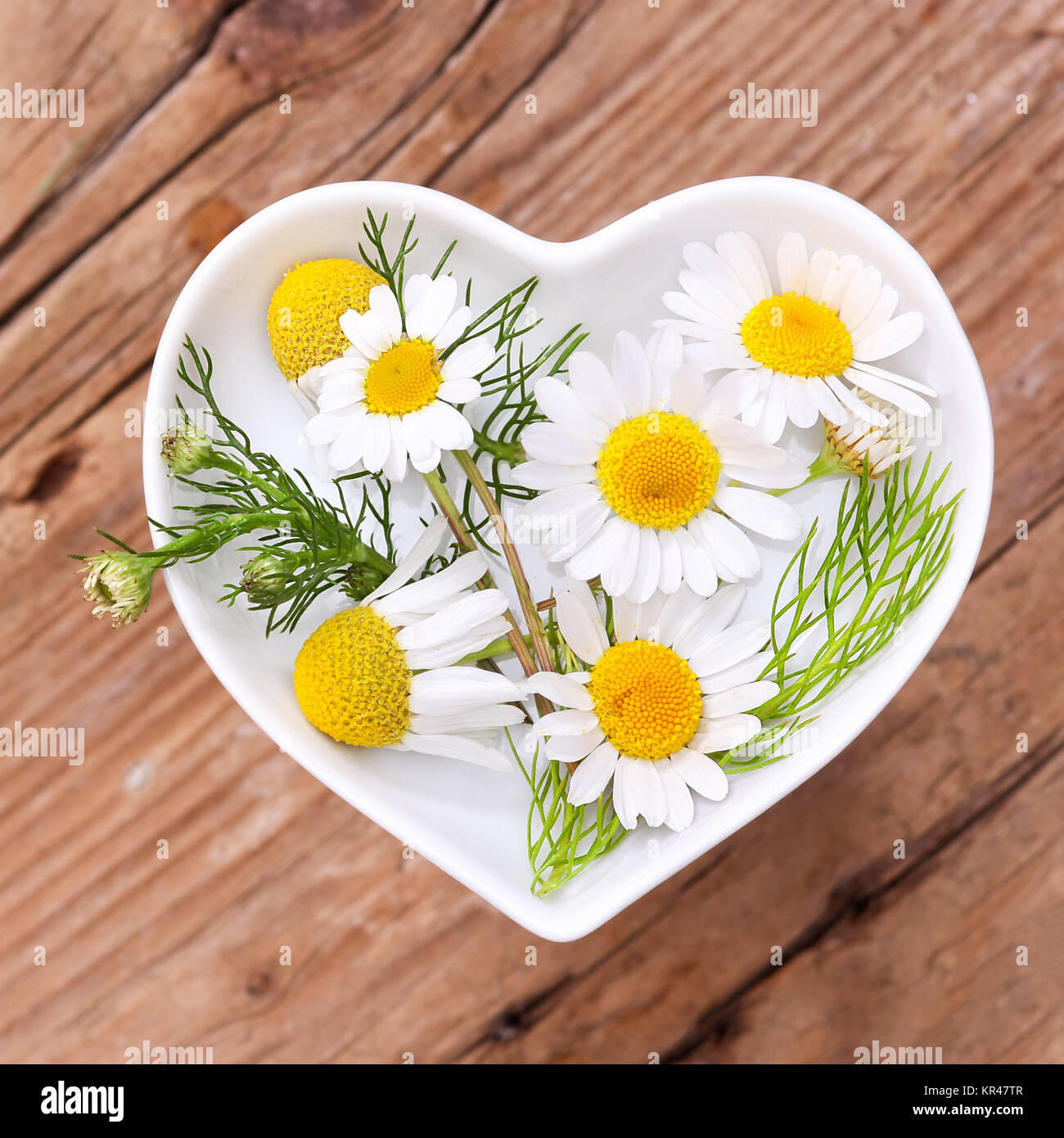 homeopathy and cooking with herbs,camomile Stock Photo