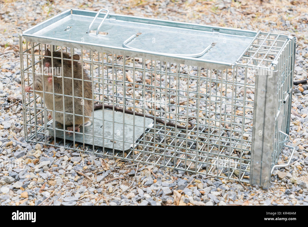 Black Rat captured in a cage trap Stock Photo Alamy