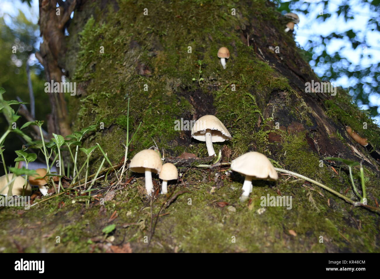 mushroom,mushroom,mushrooms,bark,tree,tree trunk,edible,poisonous Stock Photo