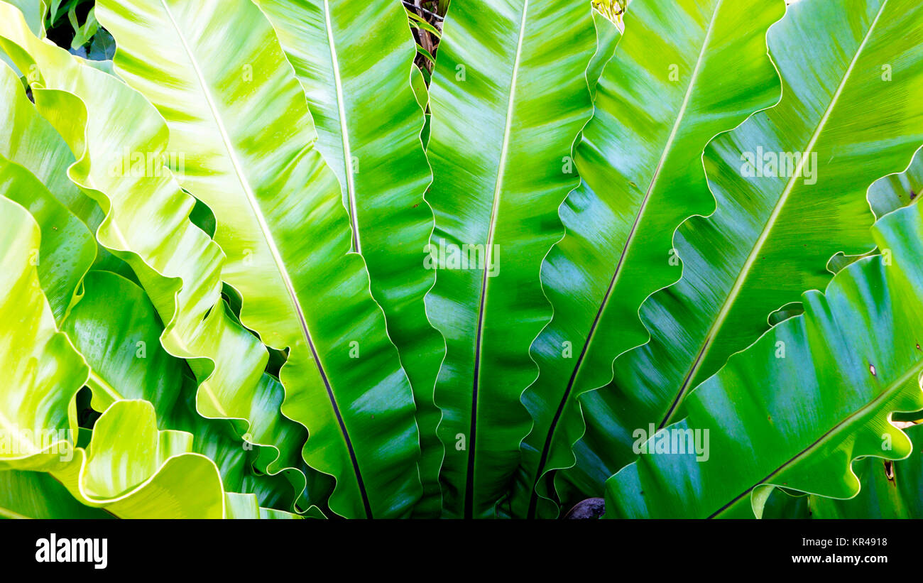 fern Asplenium nidus natural plant Stock Photo