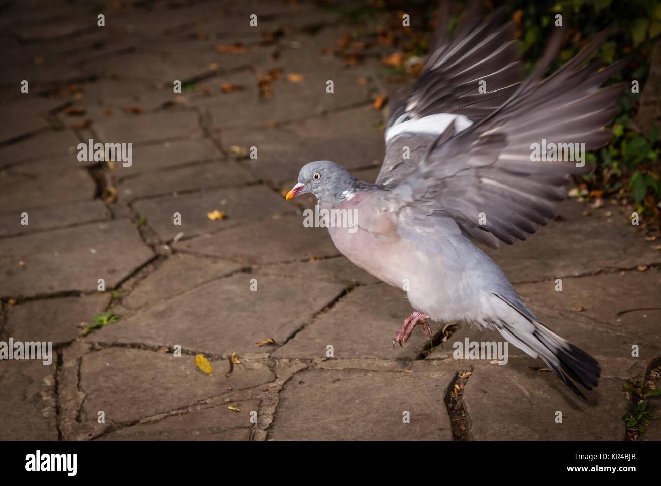 Около голубя сидят. Голубь сидит на подоконнике. Сидячий голубь. Около голубя сидят. Почему голуби скапливаются.