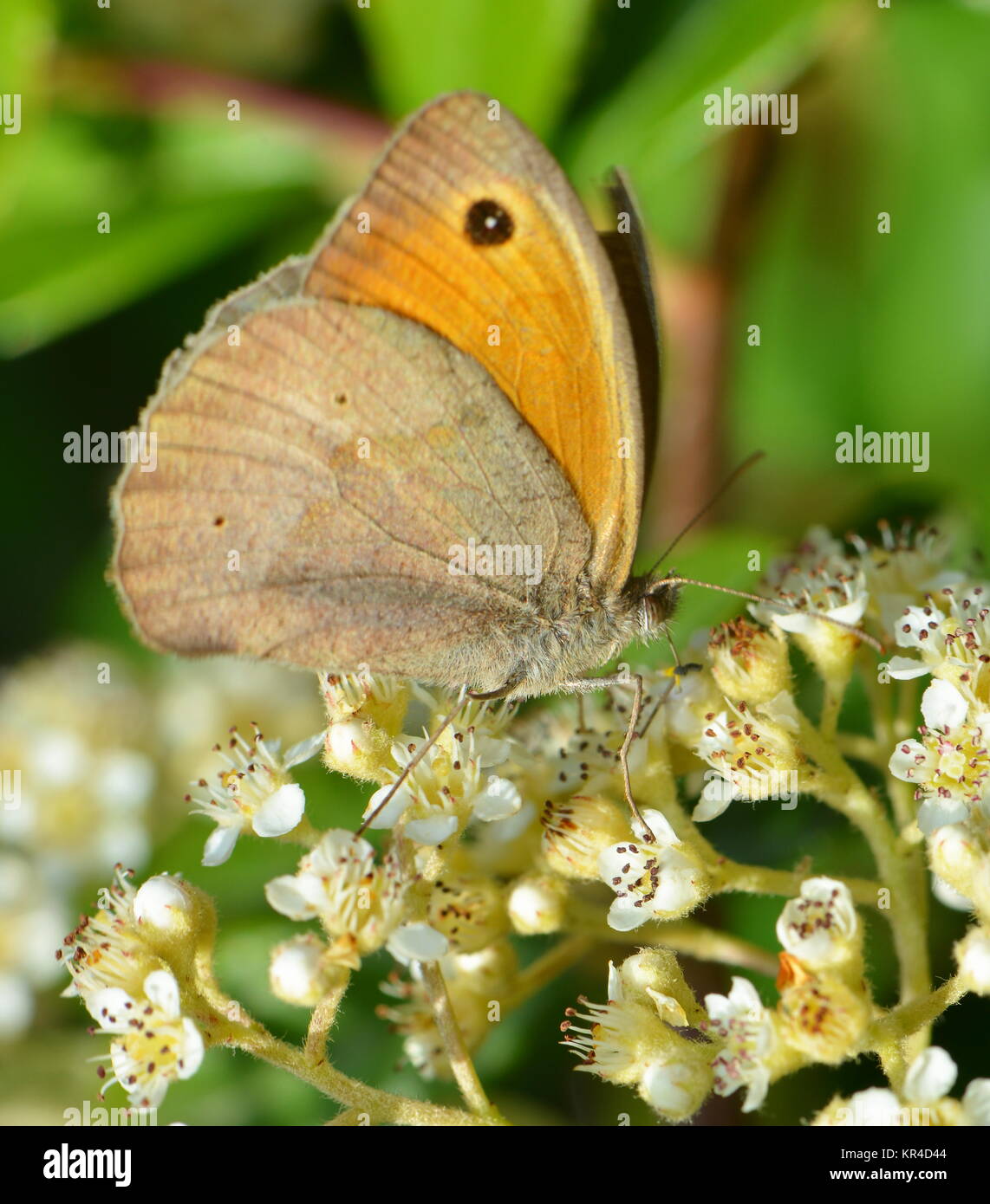 Small hay butterfly Stock Photo