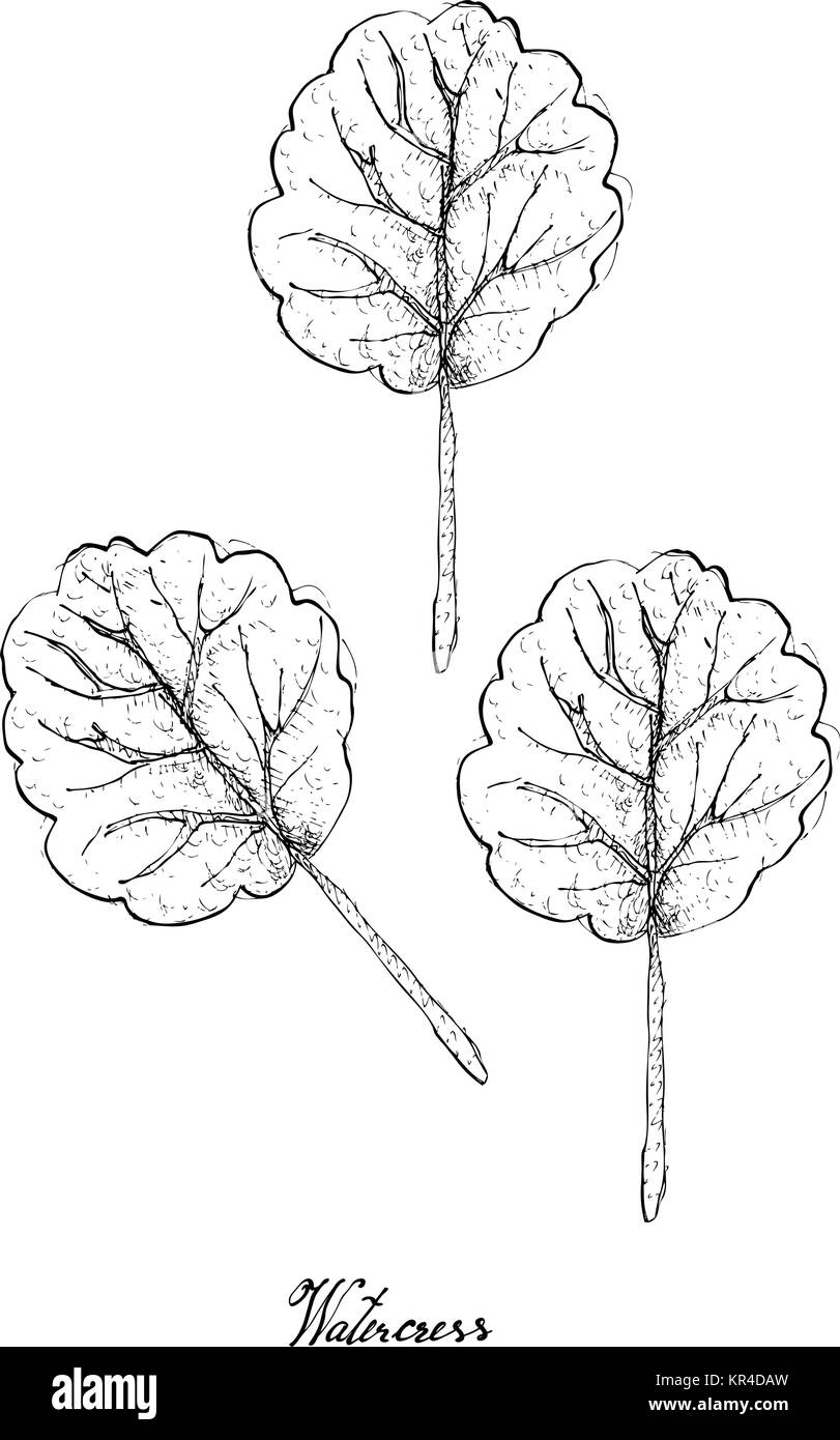 Vegetable Salad, Illustration of Hand Drawn Sketch Delicious Fresh Green Watercress Plant Isolated on White Background. Stock Vector