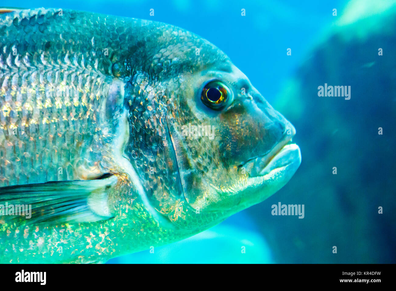 Red porgy or common seabream (Pagrus pagrus). Stock Photo