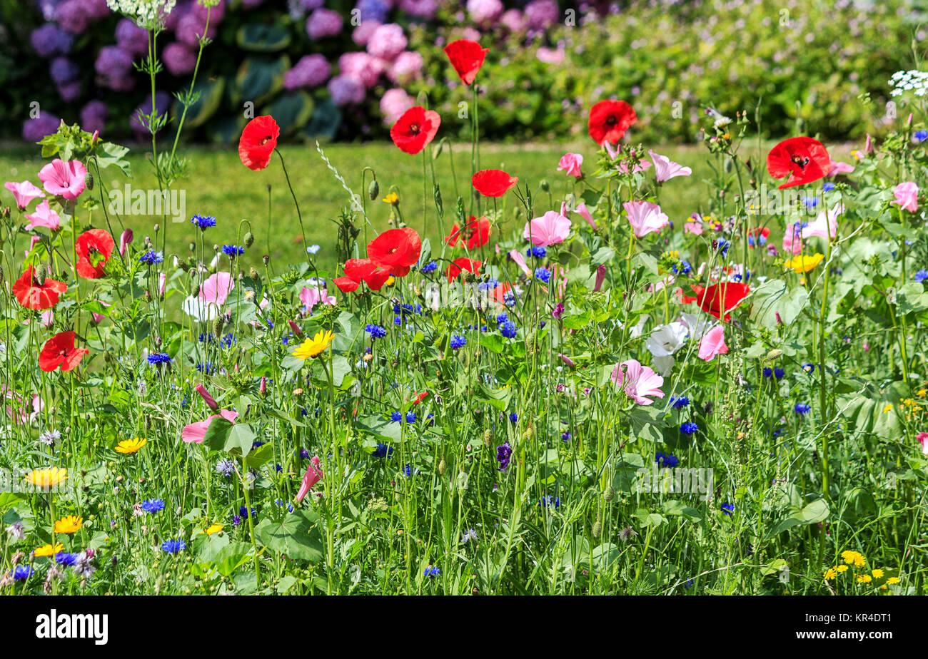 colorful wildflowers on the summer meadow in a garden Stock Photo - Alamy