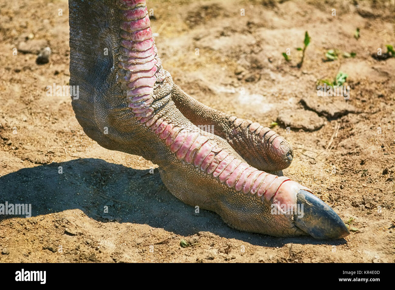Ostrich Foot Stock Photo