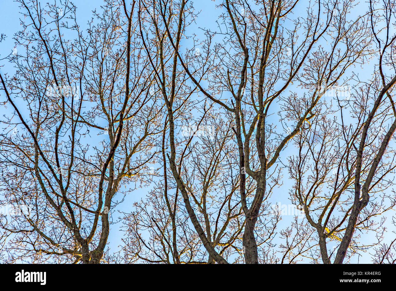 oak branches against the sky Stock Photo - Alamy