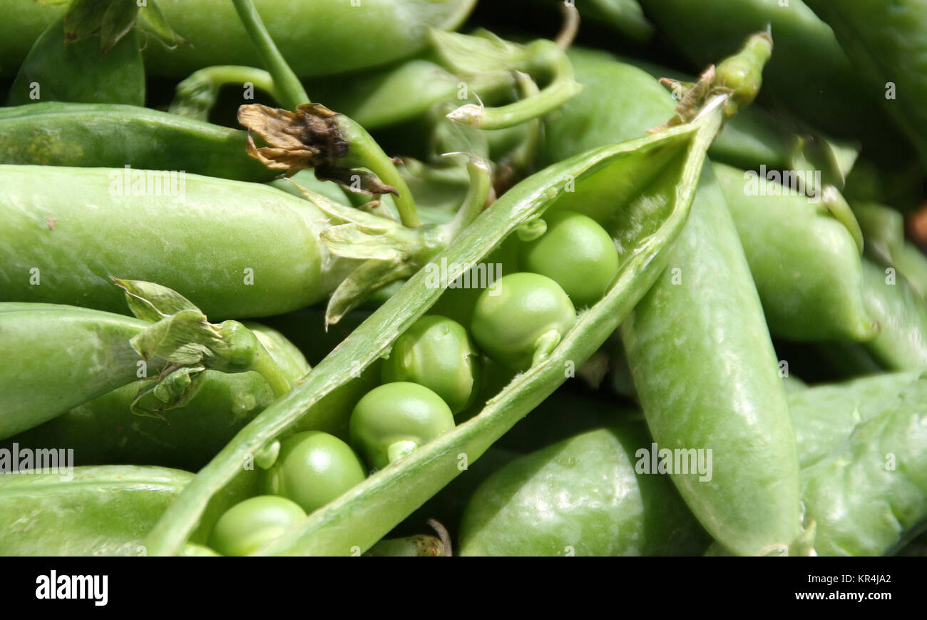 Spring Erbse Erbse pflanzen hi-res stock photography and images - Alamy