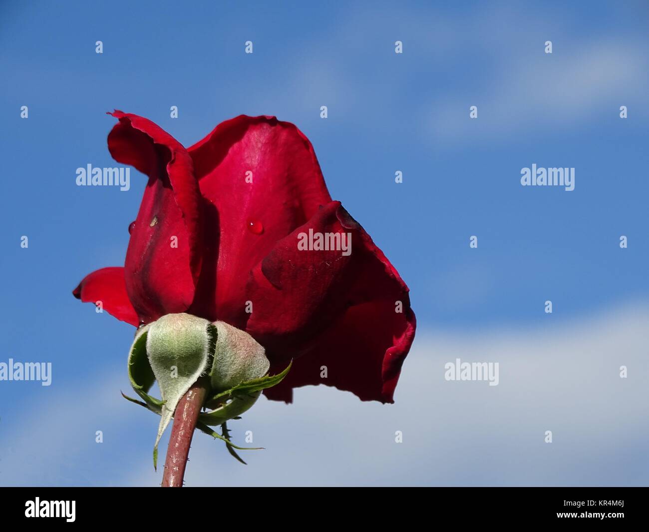 Rose in front of a blue sky Stock Photo - Alamy